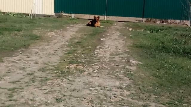 Шани выдержка 1 смотреть онлайн