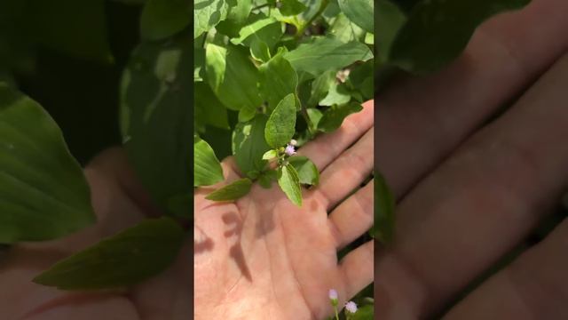 Конизовидный агератум - Ageratum conyzoides смотреть онлайн