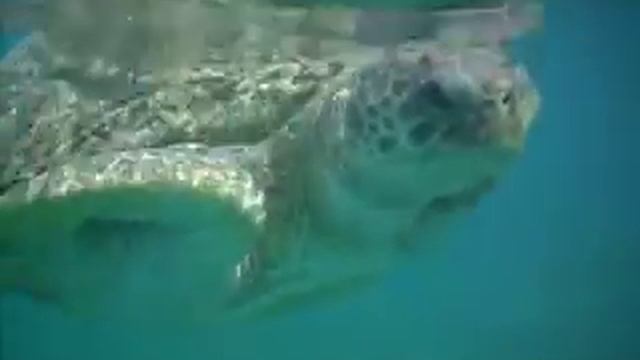 Shams Safaga Eгипет