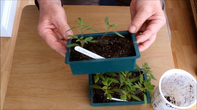 Grow Tomatoes. How To Give Tomato Plants A Good Start. It's So Important.
