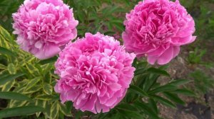 Сборное видео Отечественных пионов