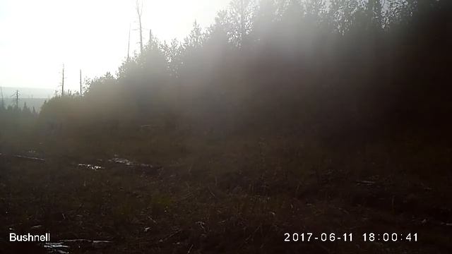 Лосиха с годовалым лосёнком 11 06 17, продолжение 2 смотреть онлайн