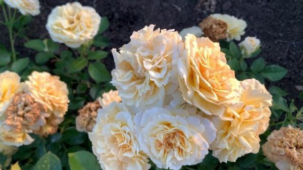 Две солнечные* розы Sunny Sky и Bright Smiles🌞🌞🌞