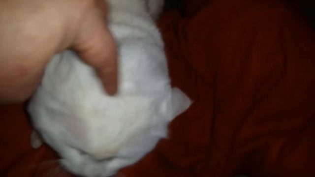 Родились киски смотреть онлайн
