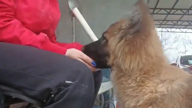 Школа молодого щенка. Баларис Ти-Грей, 4 мес. Апортировка, начало. удержание предмета. смотреть онлайн