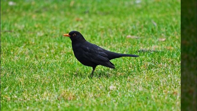 Luca Colombo - Blackbird(Beatles Song)