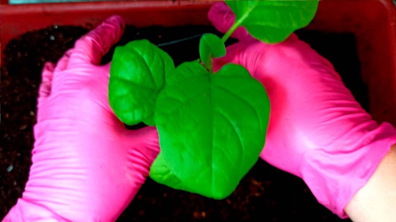 Необычная пересадка баклажанов для крепкой рассады. Осторожно с фитолампами