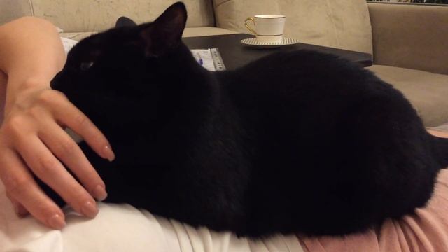 Чёрный кот смотреть онлайн