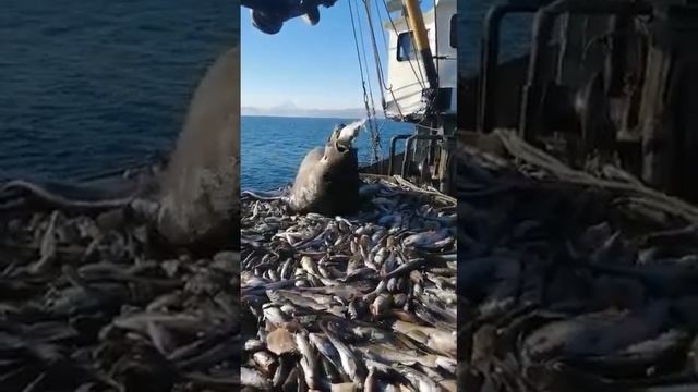 Морж , Даша смотреть онлайн