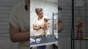Как поставить уши щенку? Что делать, если у щенка упали уши?