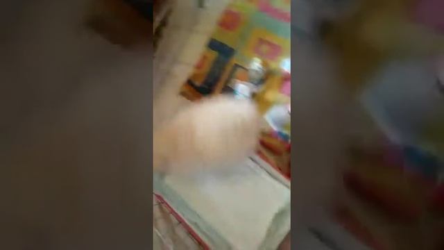 шпицулька смотреть онлайн