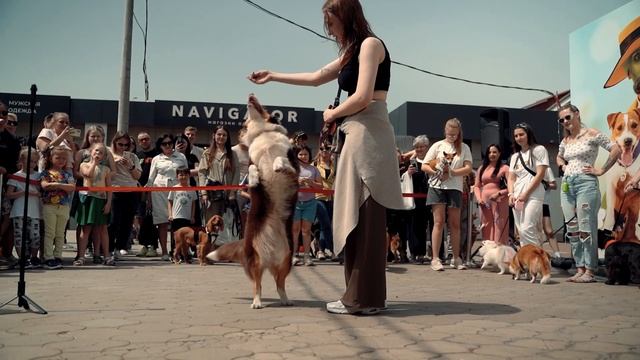Фестиваль собак в ТК "Центр Города" в Краснодаре смотреть онлайн