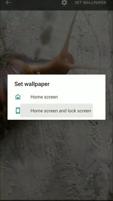 snail wallpaper смотреть онлайн