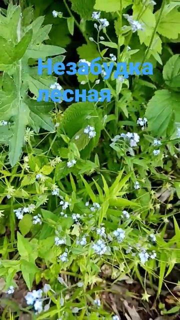 незабудка смотреть онлайн