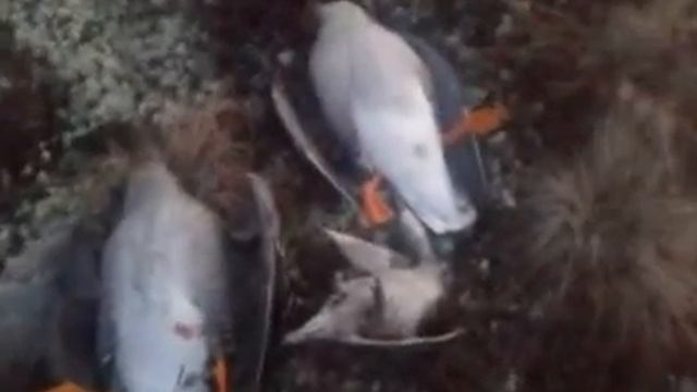 Всем охотникам посвящается.mp4