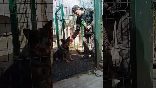 17 коррекция австралийской овчарки хилер