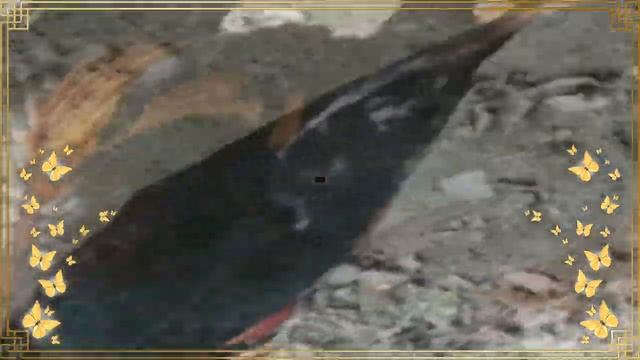 Корея хурозлар ва дакан зотлари смотреть онлайн