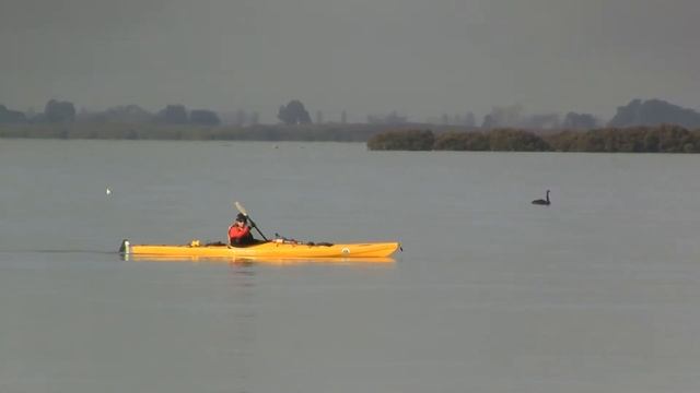Canoe & Black Swan; New Zealand. Байдарка и черный лебедь; Н.Зеландия (2214sp) смотреть онлайн