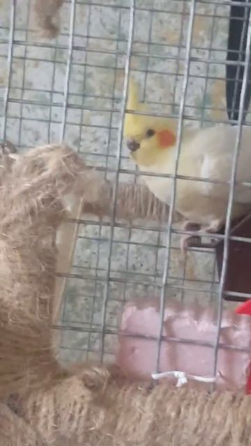 Корелла без клюва😣 смотреть онлайн