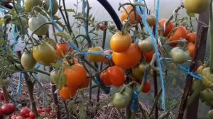 Томат Медовое сердце. 2 августа 2024 г.