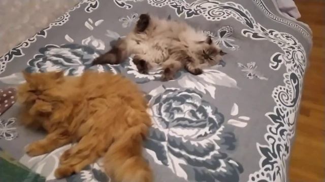 Мои коте)) смотреть онлайн