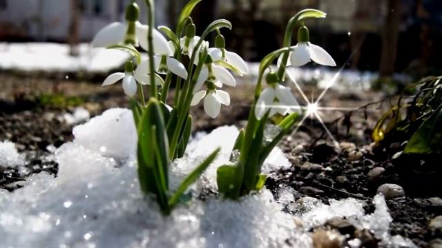 А за окошком весна - Алмазов Владимир