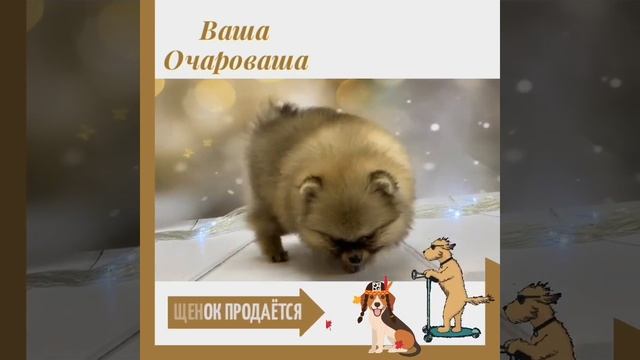 Шпиц Хумы смотреть онлайн