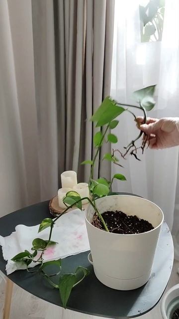 ПОЧВЕННЫЕ КОМАРИКИ😱 как избавиться? #shorts #plants #растения #вредители смотреть онлайн