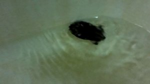 Джунгарик плавает