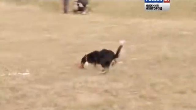 Летний кинологический лагерь 2013 смотреть онлайн