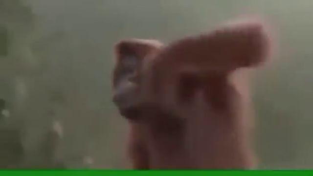 ПОСМОТРИТЕ КАК ТАНЦУЕТ ЭТА ОБЕЗЬЯНА ПОД ПЕСНЮ (СУББОТА)!!!!!!!!!!!!! смотреть онлайн