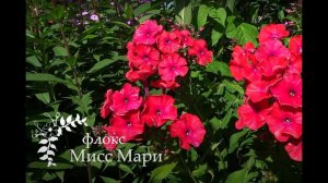 Флокс МИСС МАРИ - обзор, описание, цветение, отзыв.