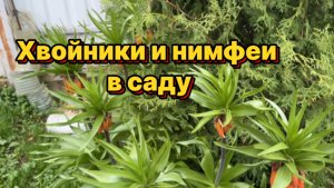 Нимфеи в саду | Хвоные растения на участке