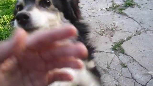 Любимая собака - Динара!