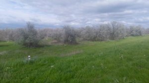 VID_20250426_153725.mp4