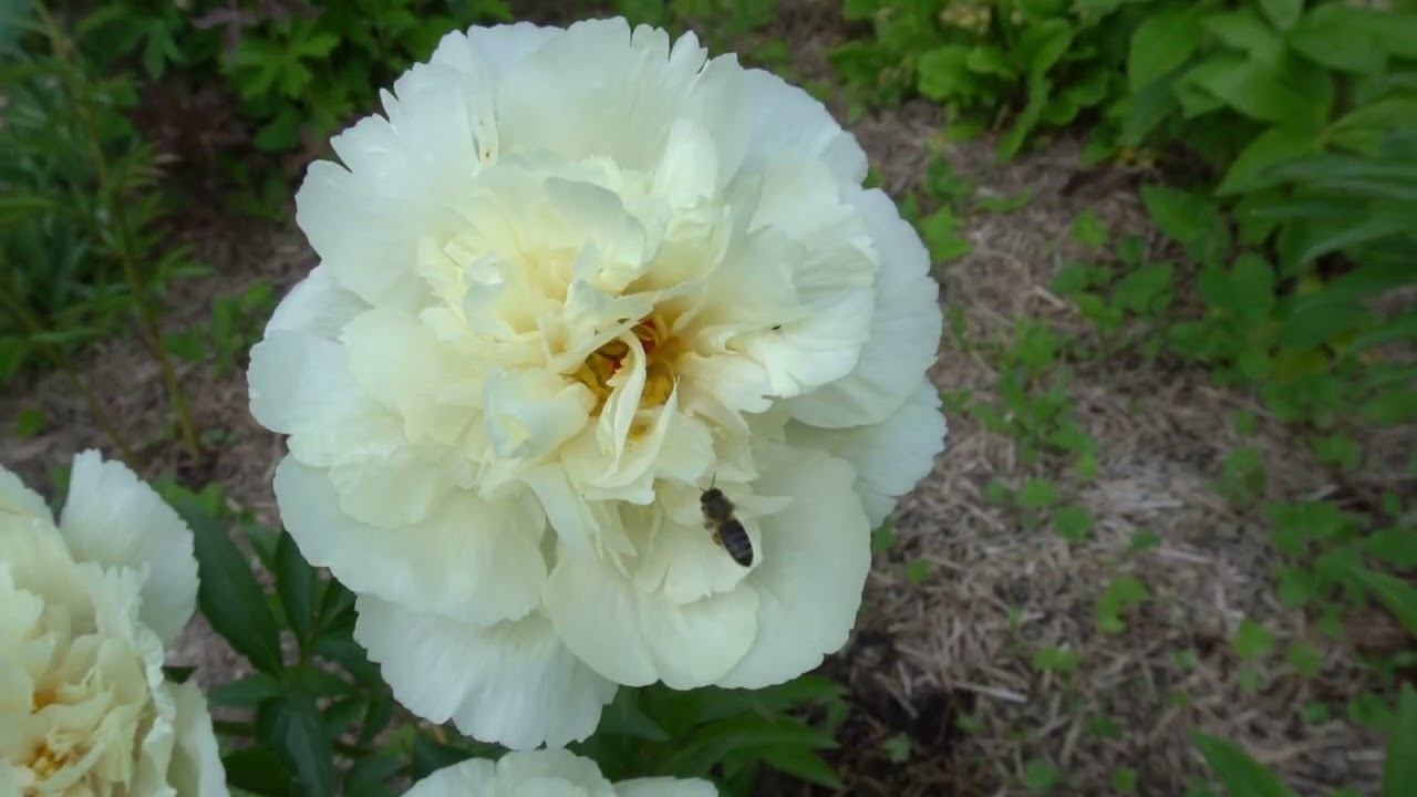 пион ВАНИЛЛА ШНАПС (VANILLA SHNAPS) Seidl / Bremer 2013г смотреть онлайн