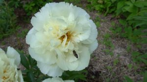 пион  ВАНИЛЛА ШНАПС (VANILLA SHNAPS)   Seidl / Bremer 2013г