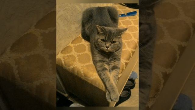 Мой пушистый друг