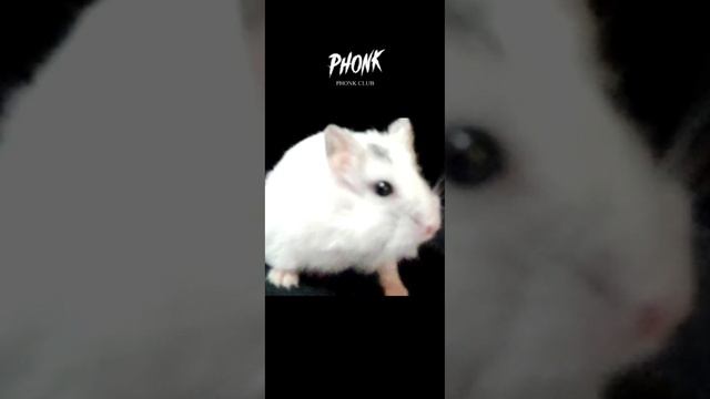 Фонк☠️ (хомяш) смотреть онлайн