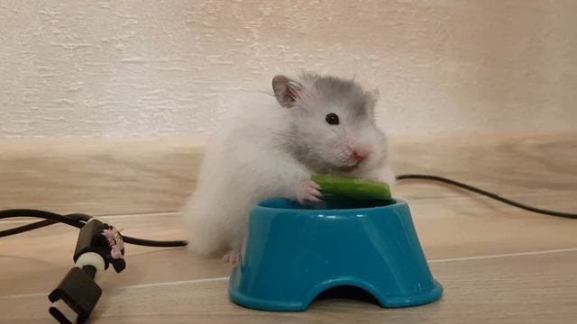 Хомяк Хома 🐹 и его любимая песенка! 🎶 смотреть онлайн