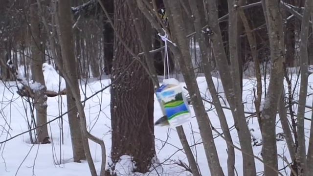 Синичкина столовая смотреть онлайн