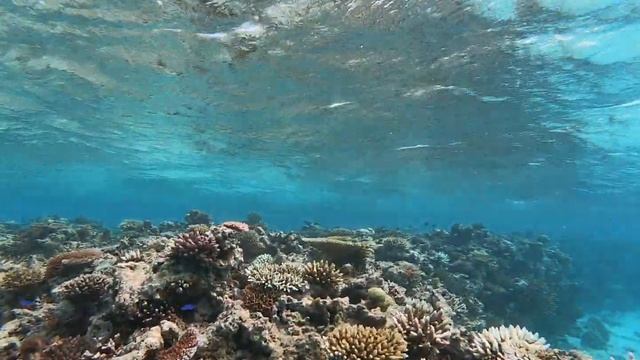 Фиджи. Поездка на таинственный остров Ч.2 смотреть онлайн