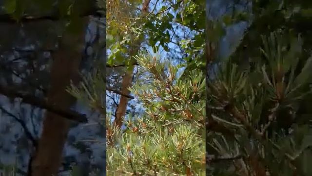 сосновик снегирёвый смотреть онлайн