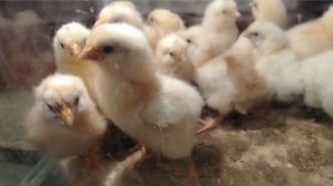 Цыплята