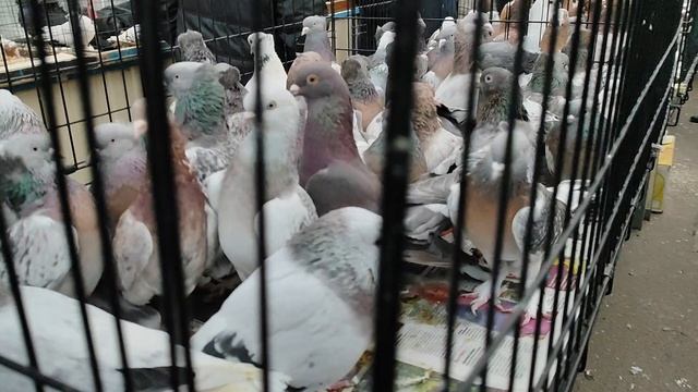 26.04.2025г Ярмарка Садовод ч. 1 смотреть онлайн