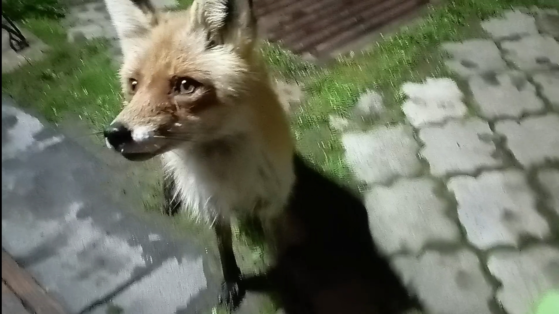 (1000) Лиса приходит в гости. Апрель 2025 смотреть онлайн