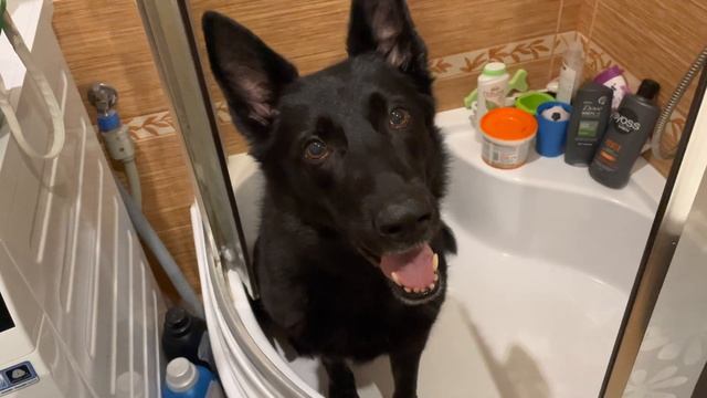 Купаться будем??? Немецкая овчарка💗 German shepherd смотреть онлайн