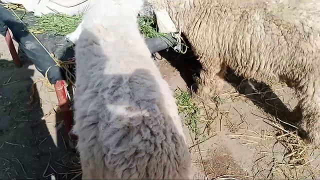 Salam Mandi Bhalwal Top quality Pure Mix cross Kakka Kajal Lala Sheep Fresh Rate review !Ali Best смотреть онлайн