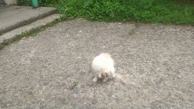 Прогулка по новым лестницам  // Гроза //