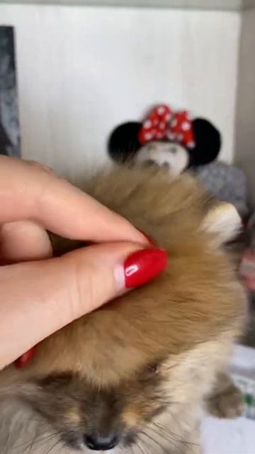 Рыжий мальчик померанский шпиц